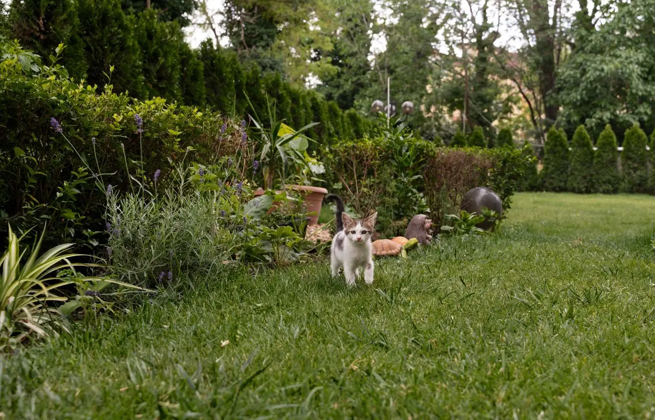 Come proteggere il tuo gatto dalle fughe senza stressarlo: 3 soluzioni ingegnose