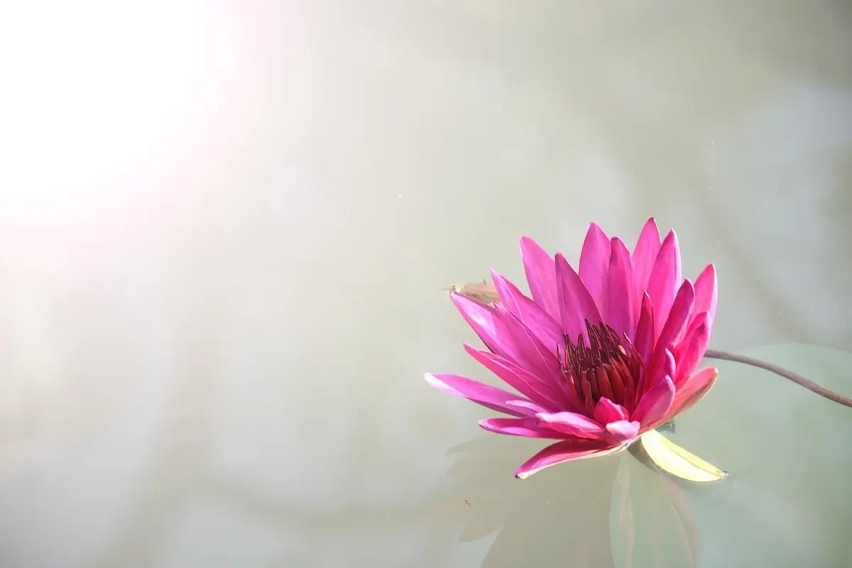Il fiore che fiorisce proprio quando tutti gli altri appassiscono: ecco quale piantare
