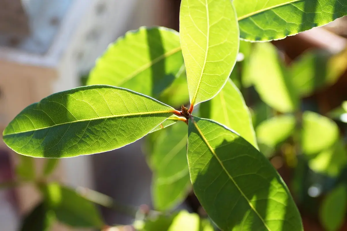 Bruciare una foglia di alloro in casa: il segreto della nonna per una casa senza insetti