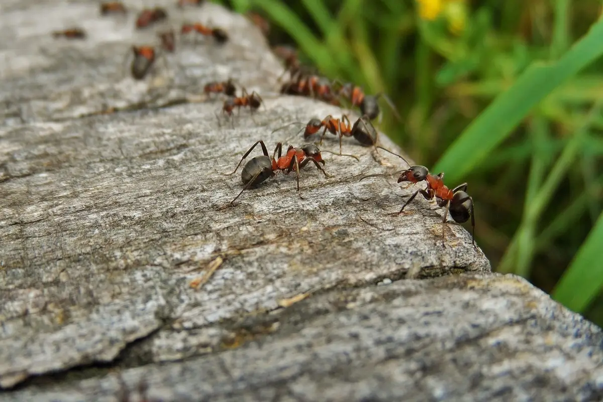 Cosa attira veramente gli insetti in casa? Ecco le tre principali cause