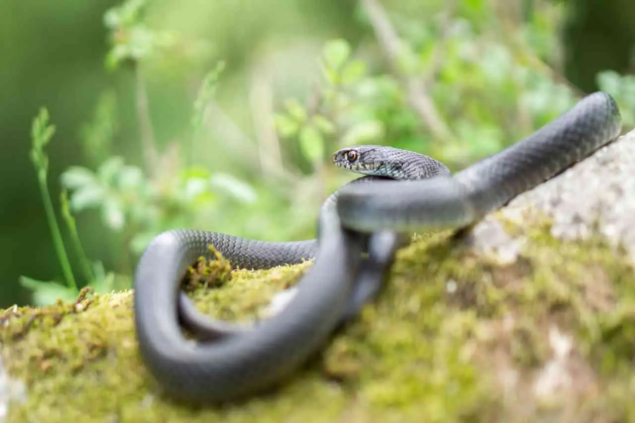 Queste 3 piante allontanano le vipere: lo sapevi? Ecco quali sono