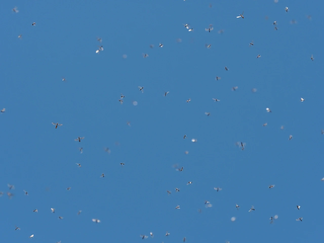 Insetti notturni volanti in estate: ecco quali puoi vedere e come riconoscerli