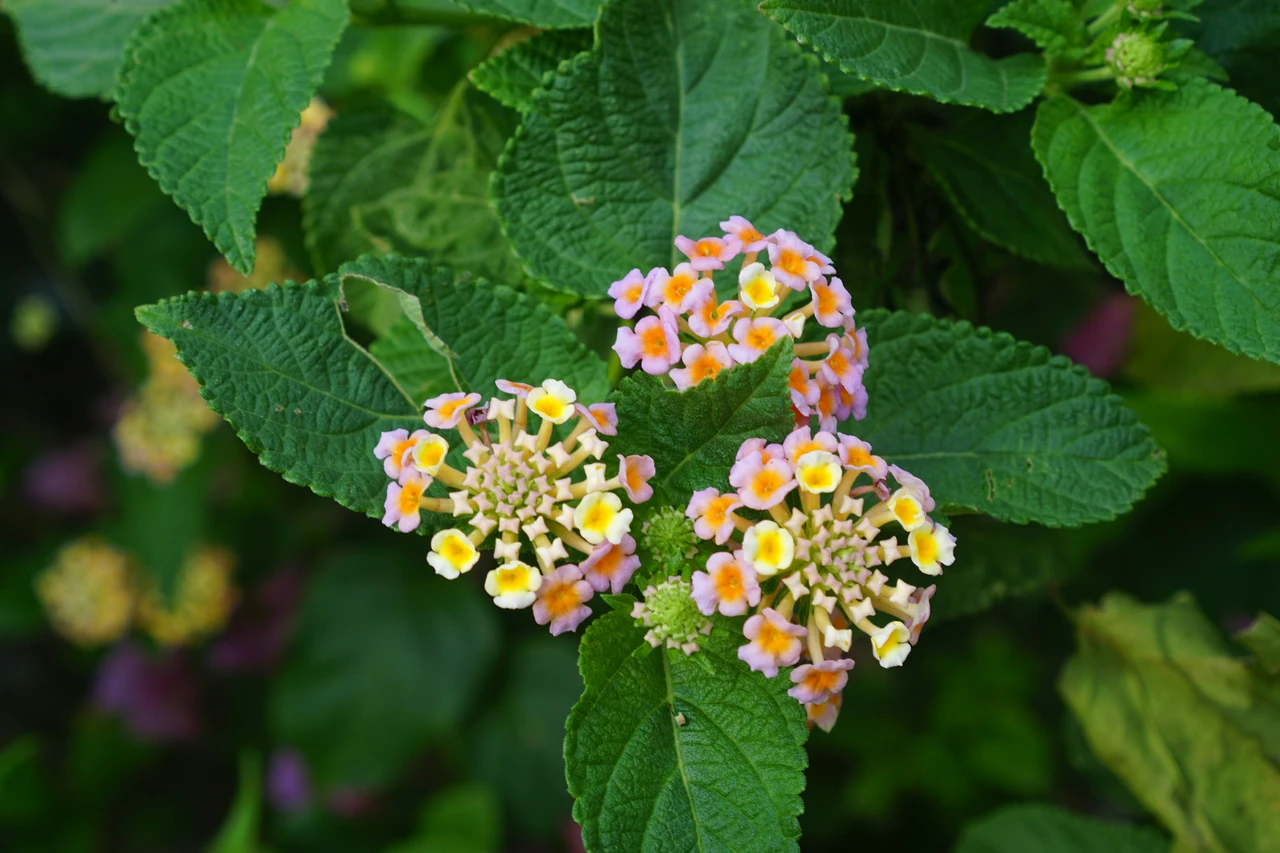 Lantana: la pianta colorata che vive dove altre faticano