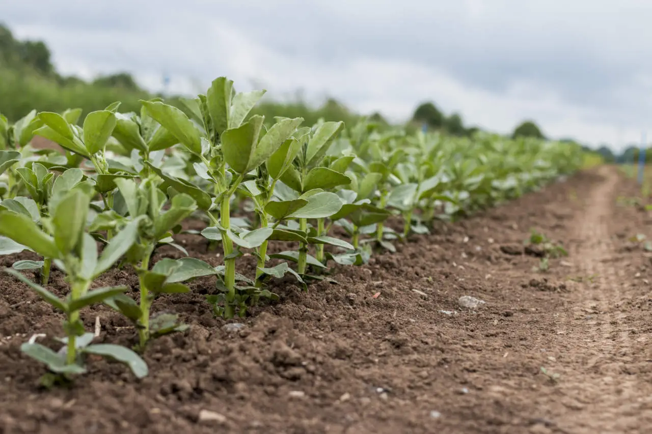 Cosa conviene coltivare oggi? Ecco le colture più redditizie in questo periodo