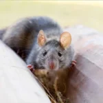 Se hai topi in casa la colpa è di questo errore banale che fai ogni giorno