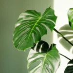 Pochi sanno che la pianta monstera fa un frutto: ecco se si può mangiare e che sapore ha