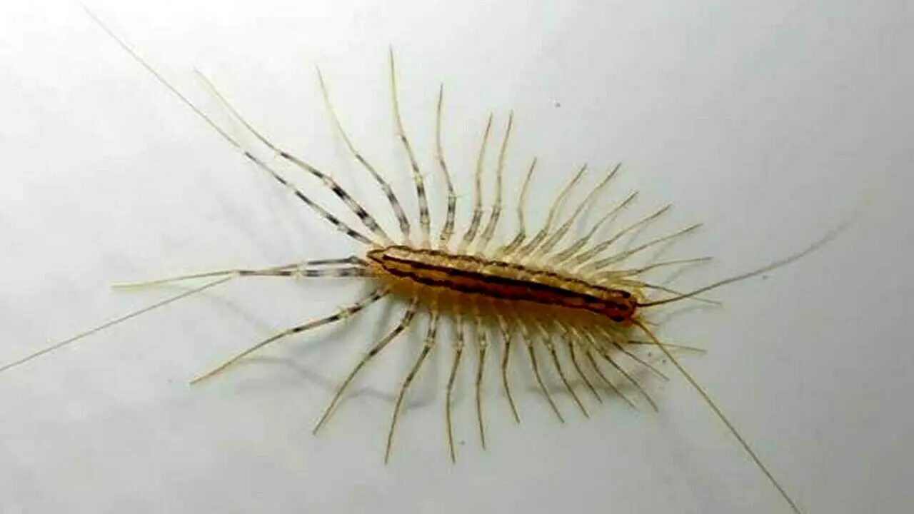 Allarme insetto velocissimo in casa: come eliminarlo subito senza prodotti chimici