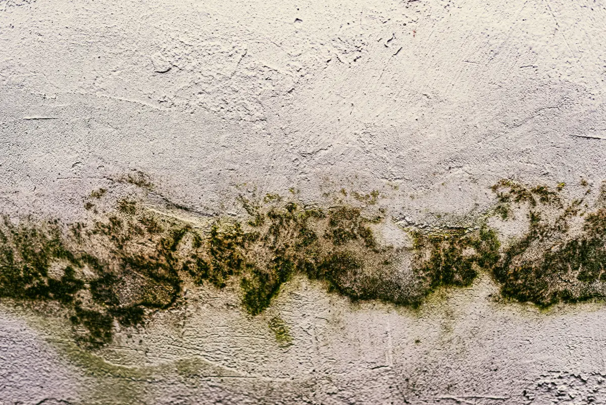 Hai muffa in casa? Ecco il trucco rapido per capire se è colpa della condensa