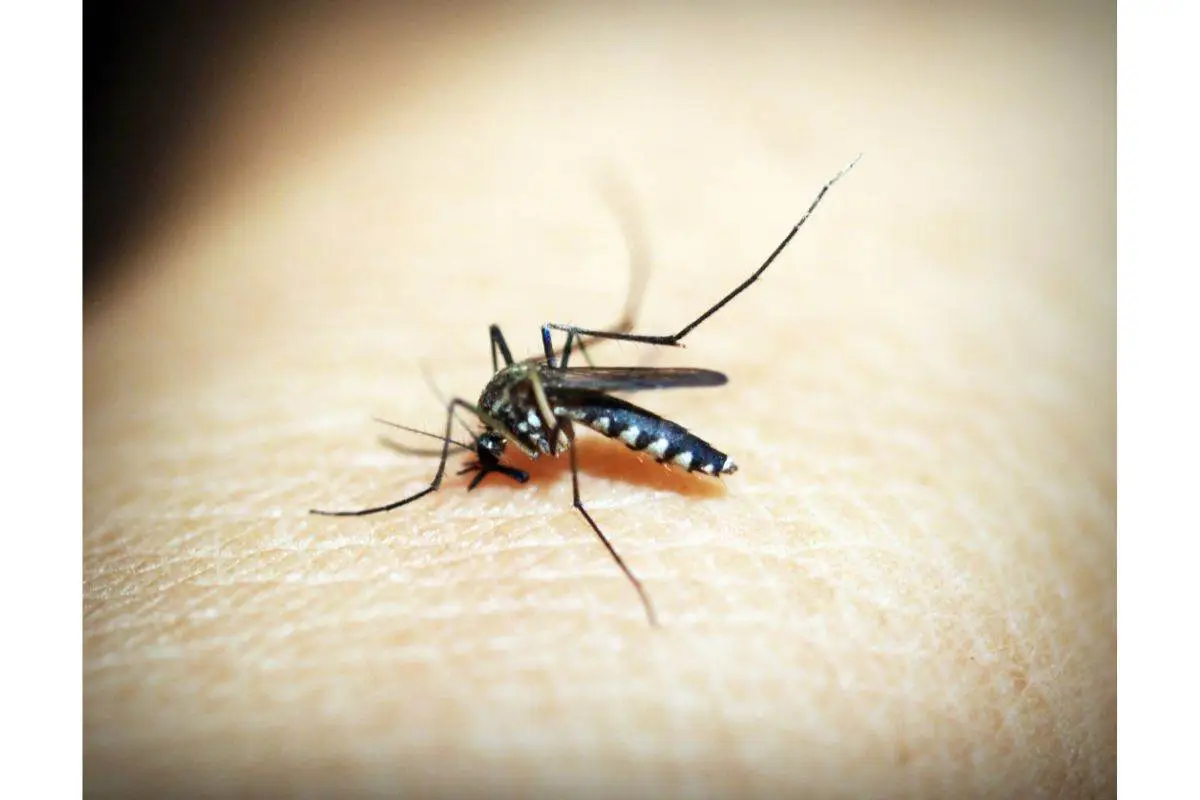 Il dettaglio sorprendente di te che le zanzare odiano di più: ecco come sfruttarlo