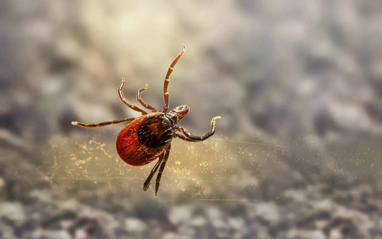 Come eliminare gli acari in modo naturale? usa questo ingrediente comune che hai in cucina