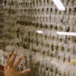 Trovi questi insetti in bagno di notte? Ecco cosa sono e come eliminarli subito