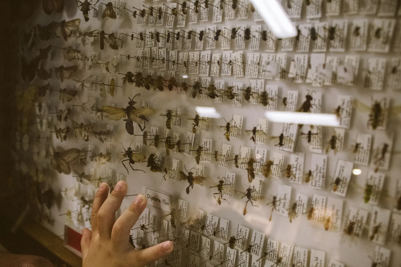 Trovi questi insetti in bagno di notte? Ecco cosa sono e come eliminarli subito