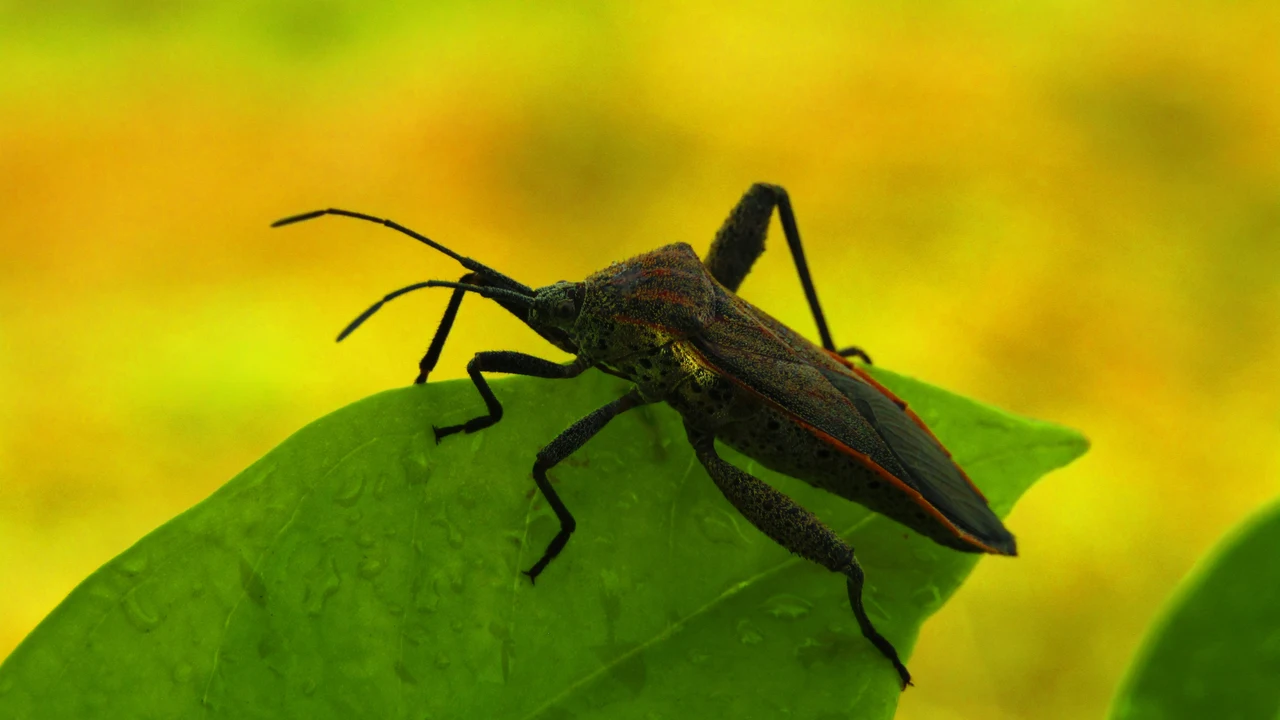 Come riconoscere gli insetti che trovi a casa o in giardino: ecco la guida definitiva