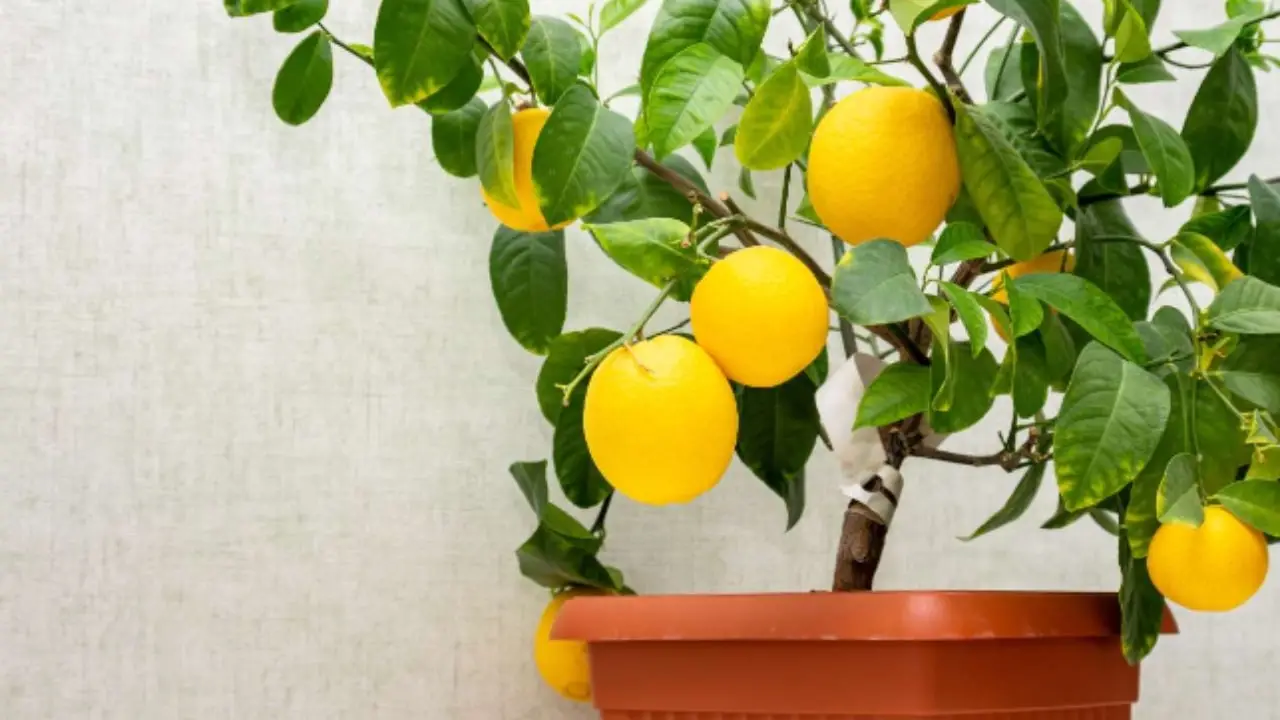 Limone in vaso con foglie gialle o attaccato dai parassiti? Ecco cosa spruzzare