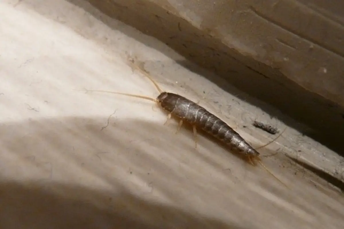 Allarme insetti d’argento nel bagno e negli armadi? Ecco il trucco definitivo per eliminarli
