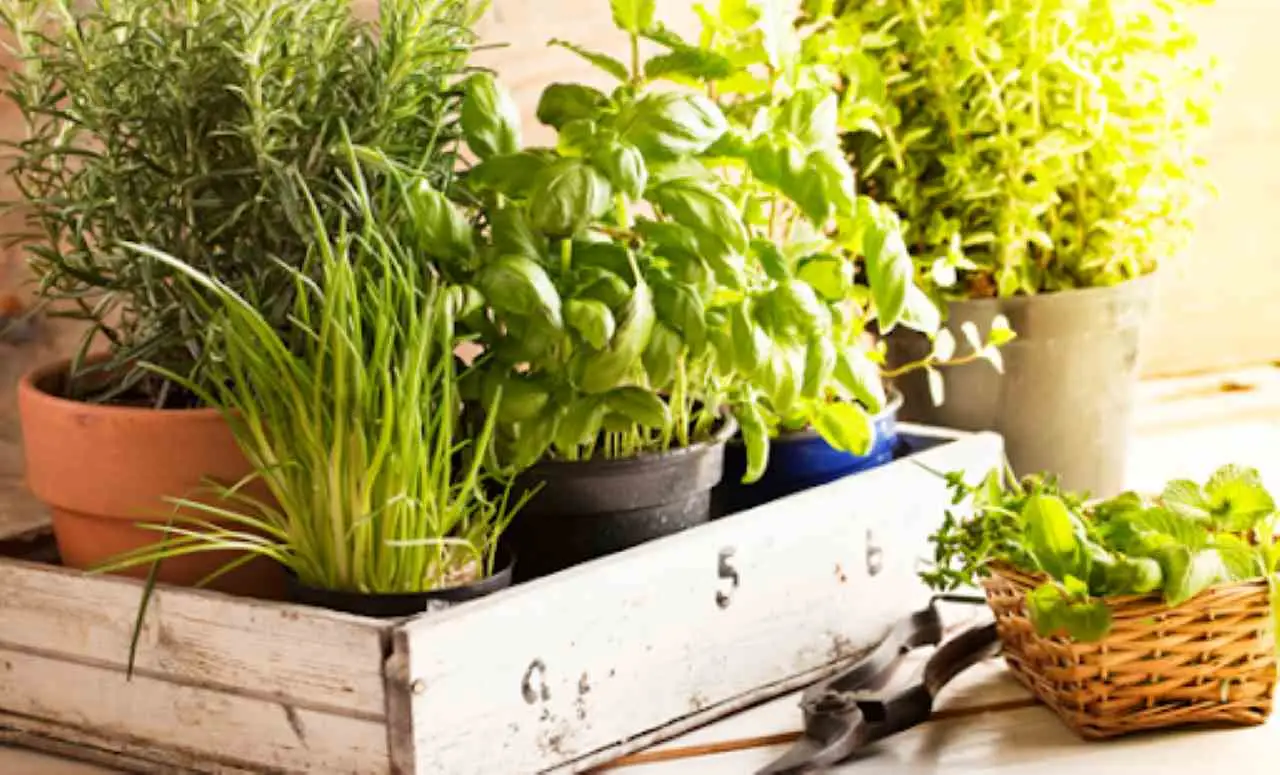 La pianta aromatica che allontana gli insetti: ecco quale piantare in giardino