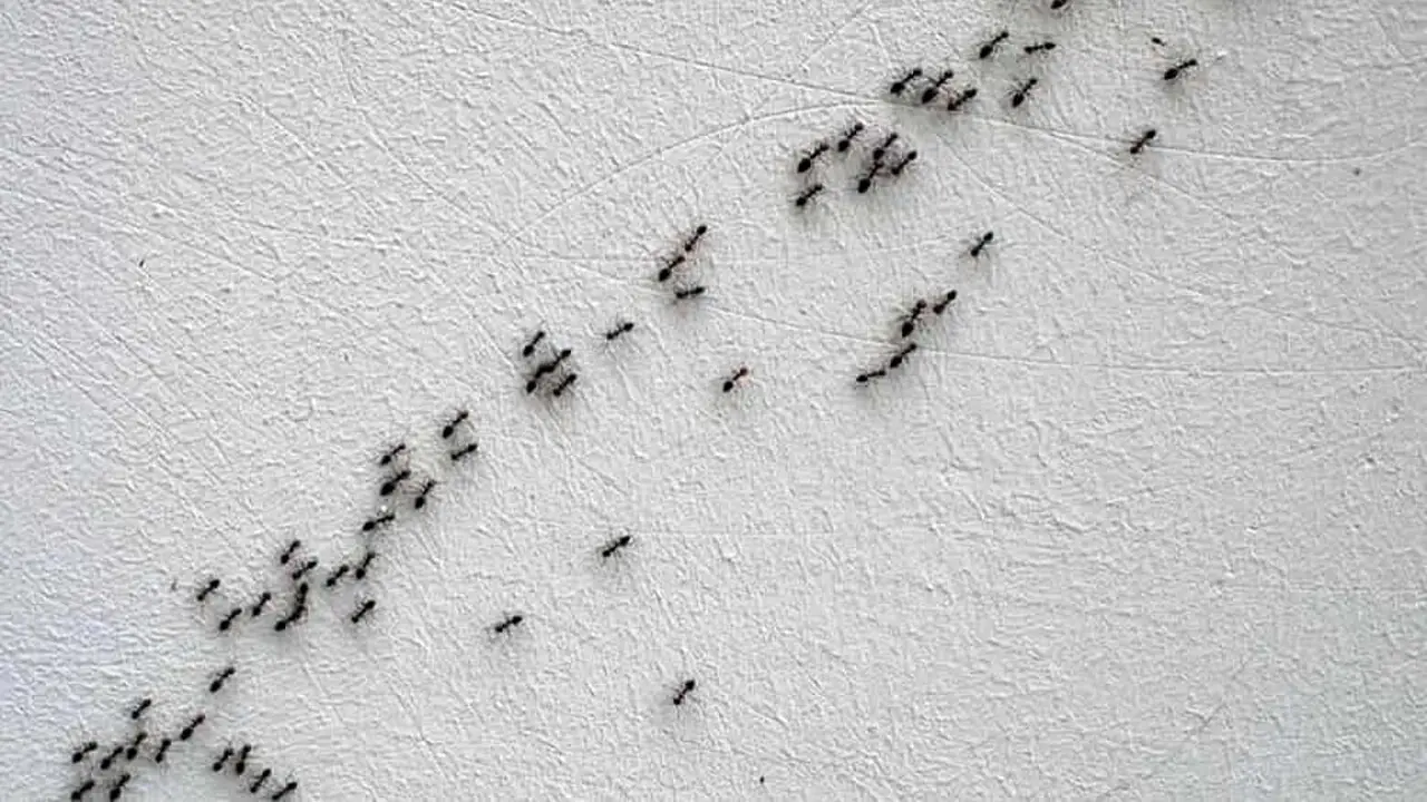 Il trucco naturale per lavare i pavimenti che elimina le formiche all’istante