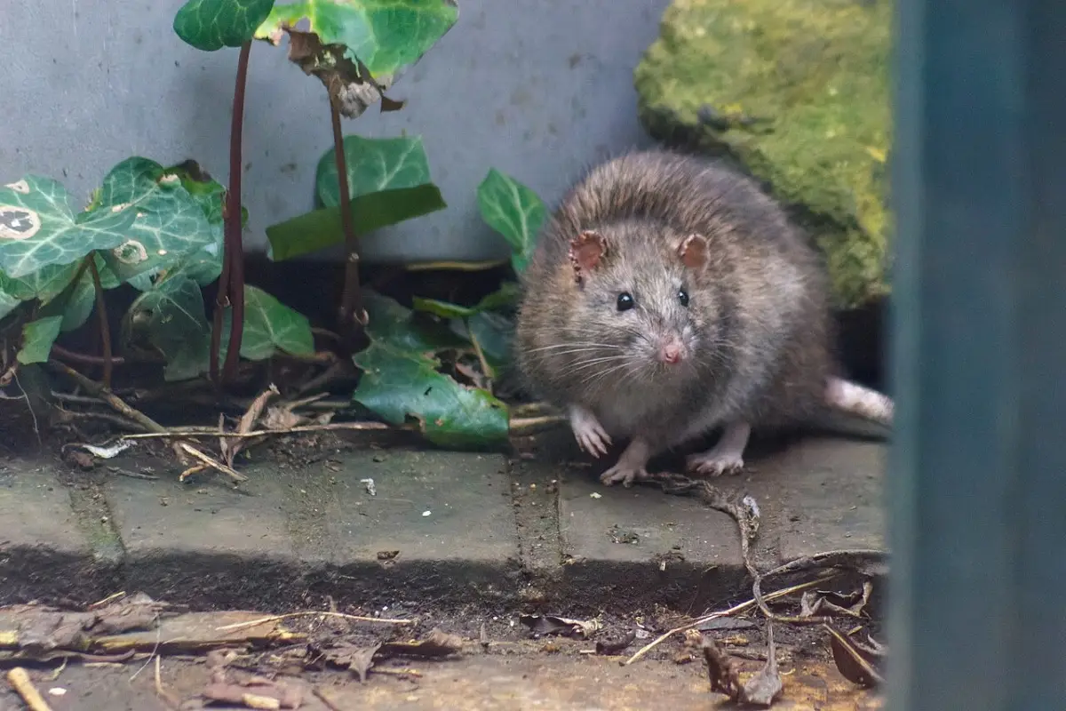 Attenzione a cosa pulisci dopo la derattizzazione: ecco l’errore pericoloso da evitare