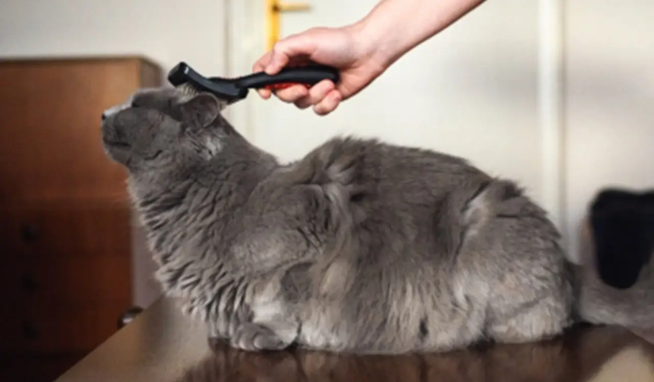 Come eliminare i peli di animali dai tessuti: il trucco che semplifica tutto