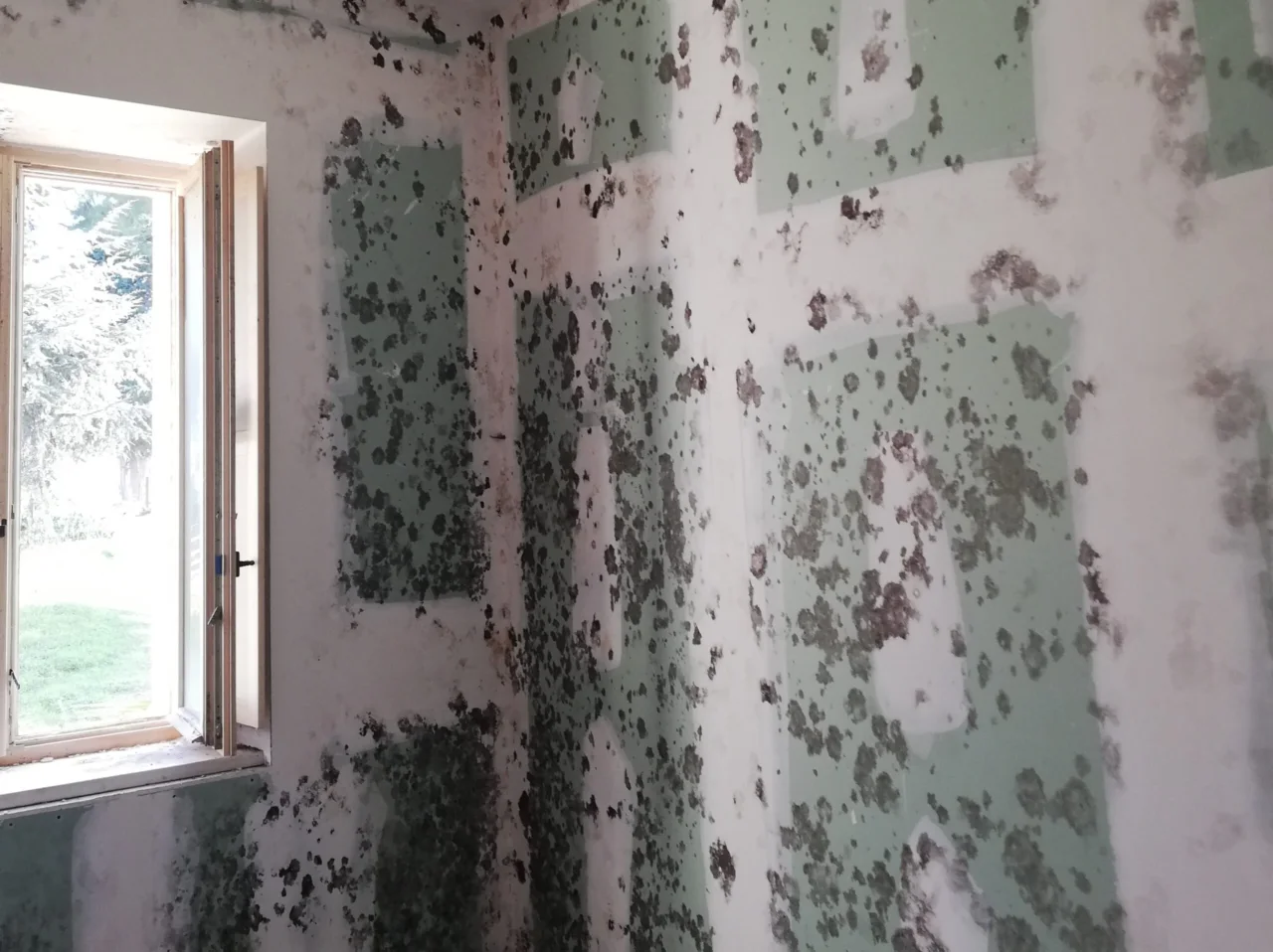 Muffa sul soffitto? Ecco il trattamento più efficace da fare subito