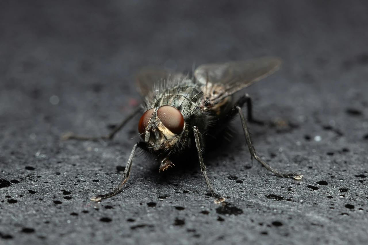 Il trucco definitivo per non fare entrare le mosche in casa: è naturale e funziona subito