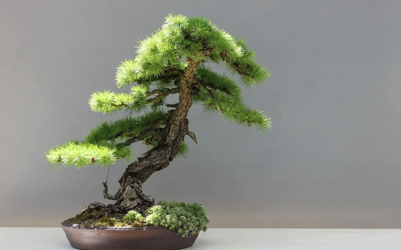 Non regalare un bonsai a un appassionato: ecco cosa desidera davvero chi li cura