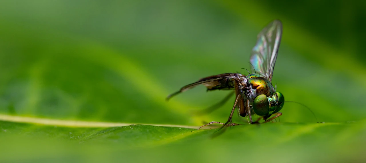 Non vuoi essere punto dagli insetti? Ecco i colori sicuri da indossare questa estate