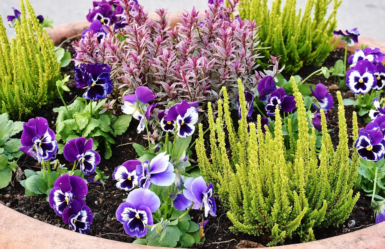 Vuoi dare un tocco di colore alla casa? Questa pianta viola fa anche bene all’aria