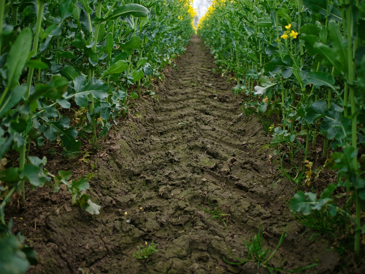 Hai fango nel giardino? Ecco il trucco economico per coprirlo subito senza lavori