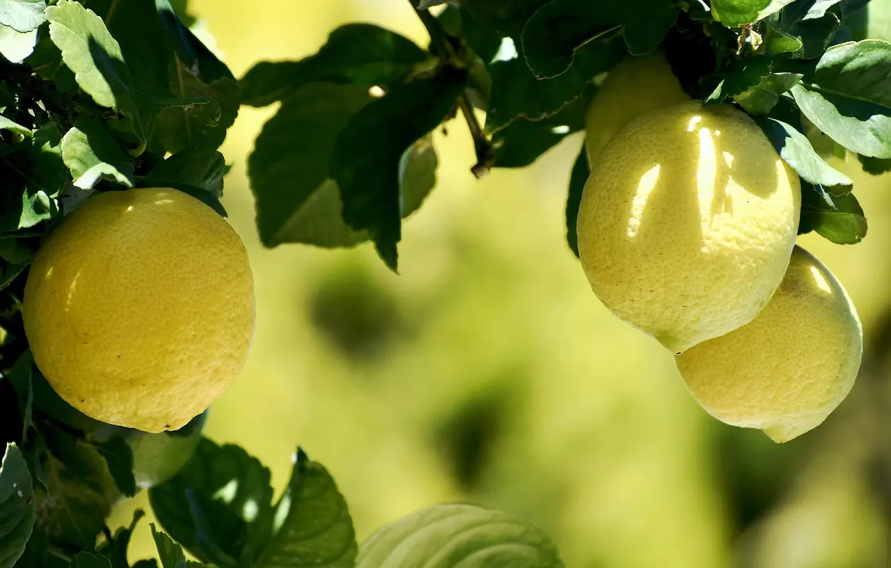 Quando togliere il telo protettivo dai limoni? Ecco la data esatta per non sbagliare