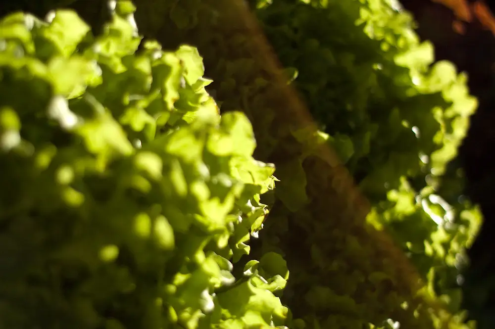 Non piantare questa insalata adesso: ecco quale scegliere per avere un raccolto rapido e abbondante