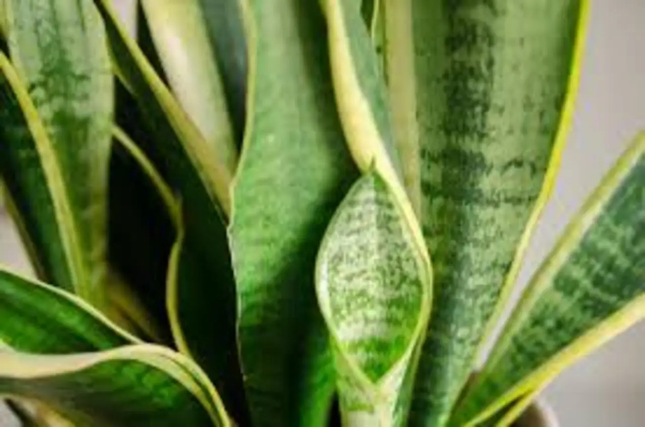 Non è solo bella: ecco i benefici sorprendenti che questa pianta apporta alla tua casa