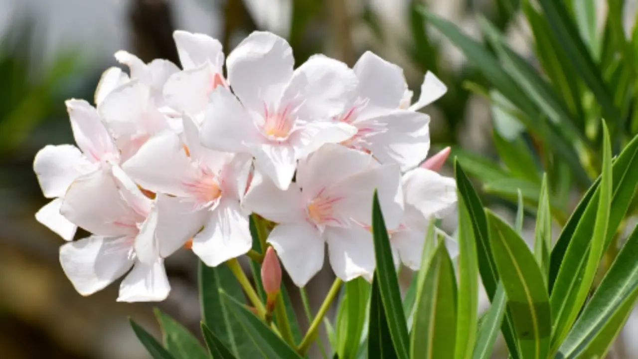 Piante velenose: ecco quali non avere mai in giardino