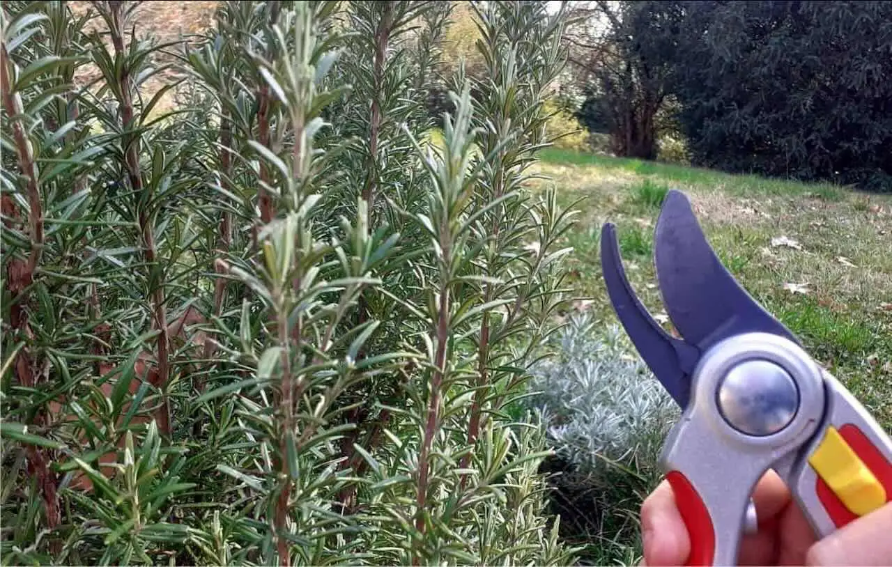 Come si fa a potare le piante aromatiche per mantenerle folte? Il taglio che stimola la crescita