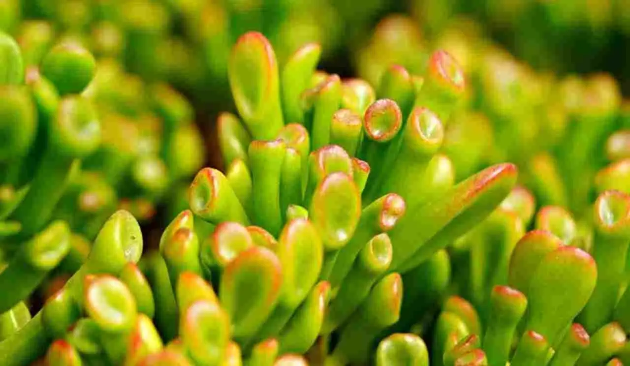 Non solo arredano: ecco la pianta grassa che secondo il feng shui attira fortuna e soldi