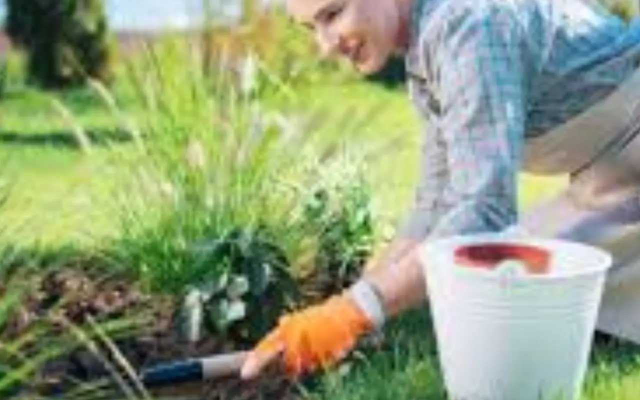 Come si fa a dividere i cespi delle piante perenni? Il metodo per moltiplicarle in autunno